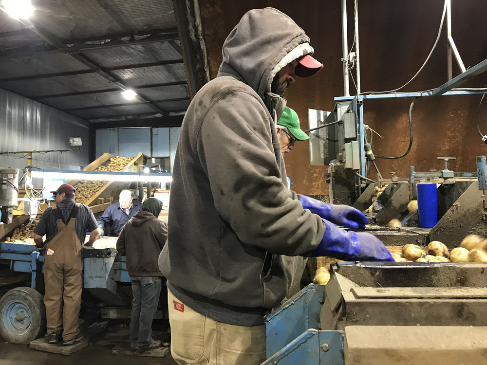 Western Potatoes grows spuds for Frito-Lay